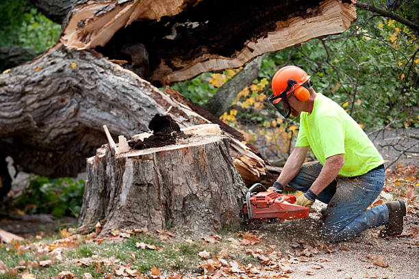 Professional Tree Services in Hugo, MN